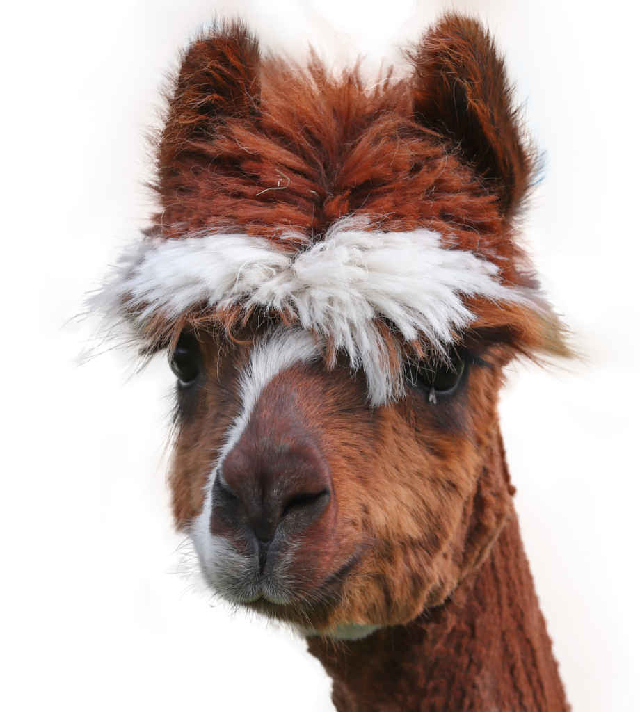 huacaya, alpaca, animal, head, mammal, llama, ungulate, nature, closeup, cutout